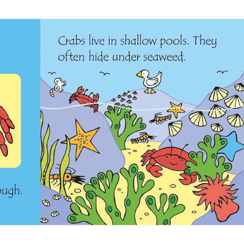 Illustration of crabs and sea creatures with text about crabs living in shallow pools and hiding under seaweed.